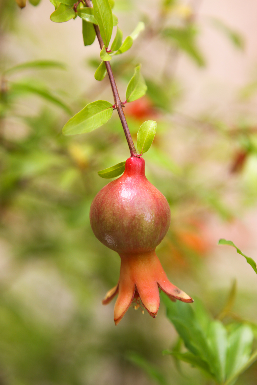 Pomegranate